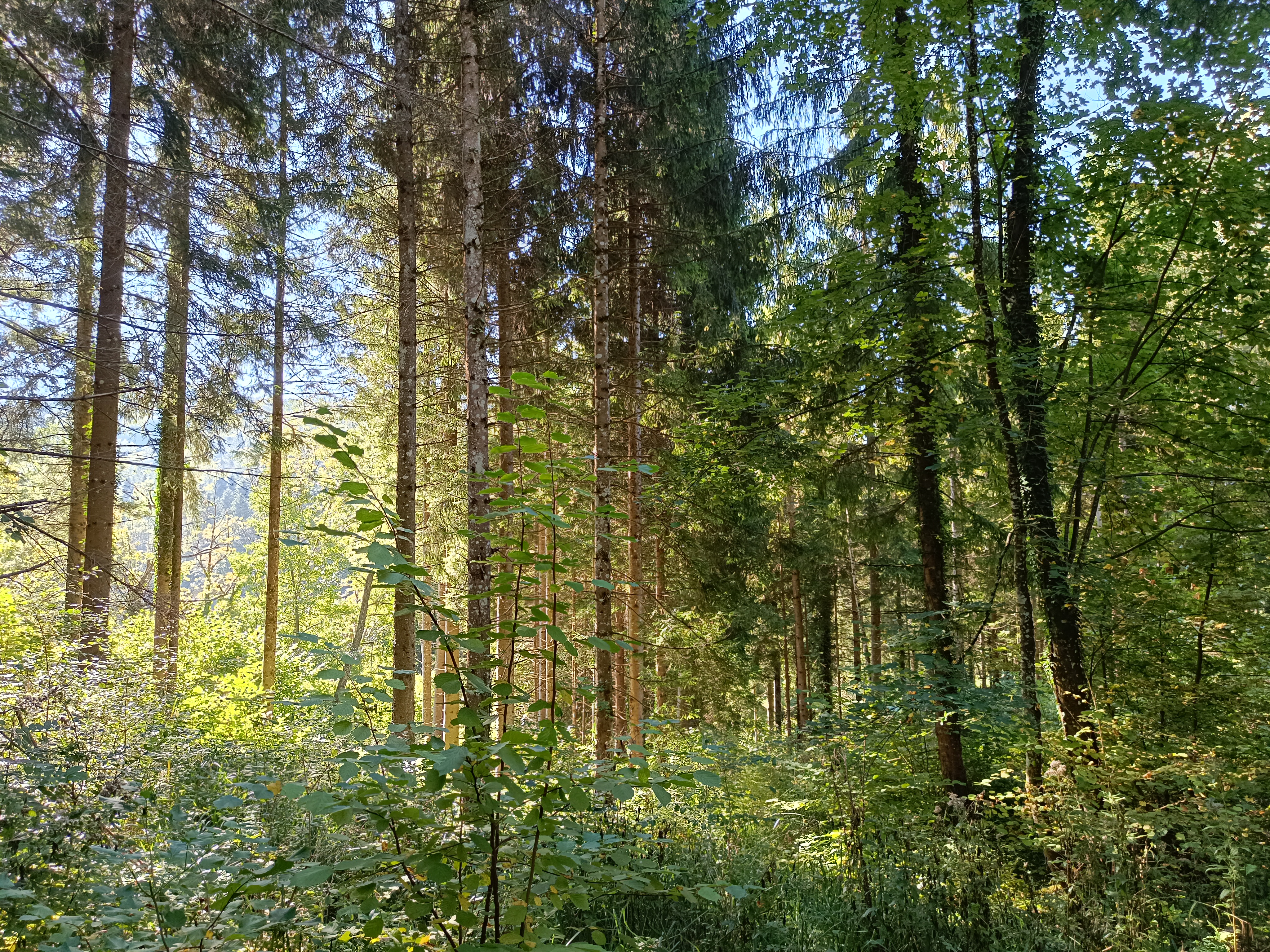La forêt, gérée et vivante