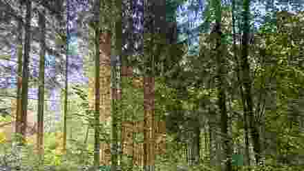 La forêt, gérée et vivante