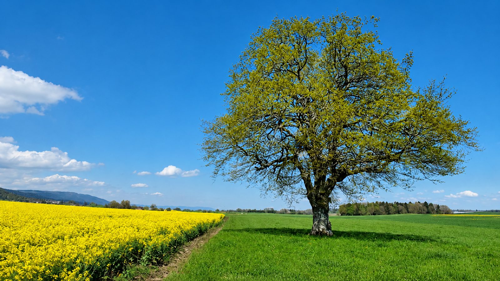 Arbre remarquable