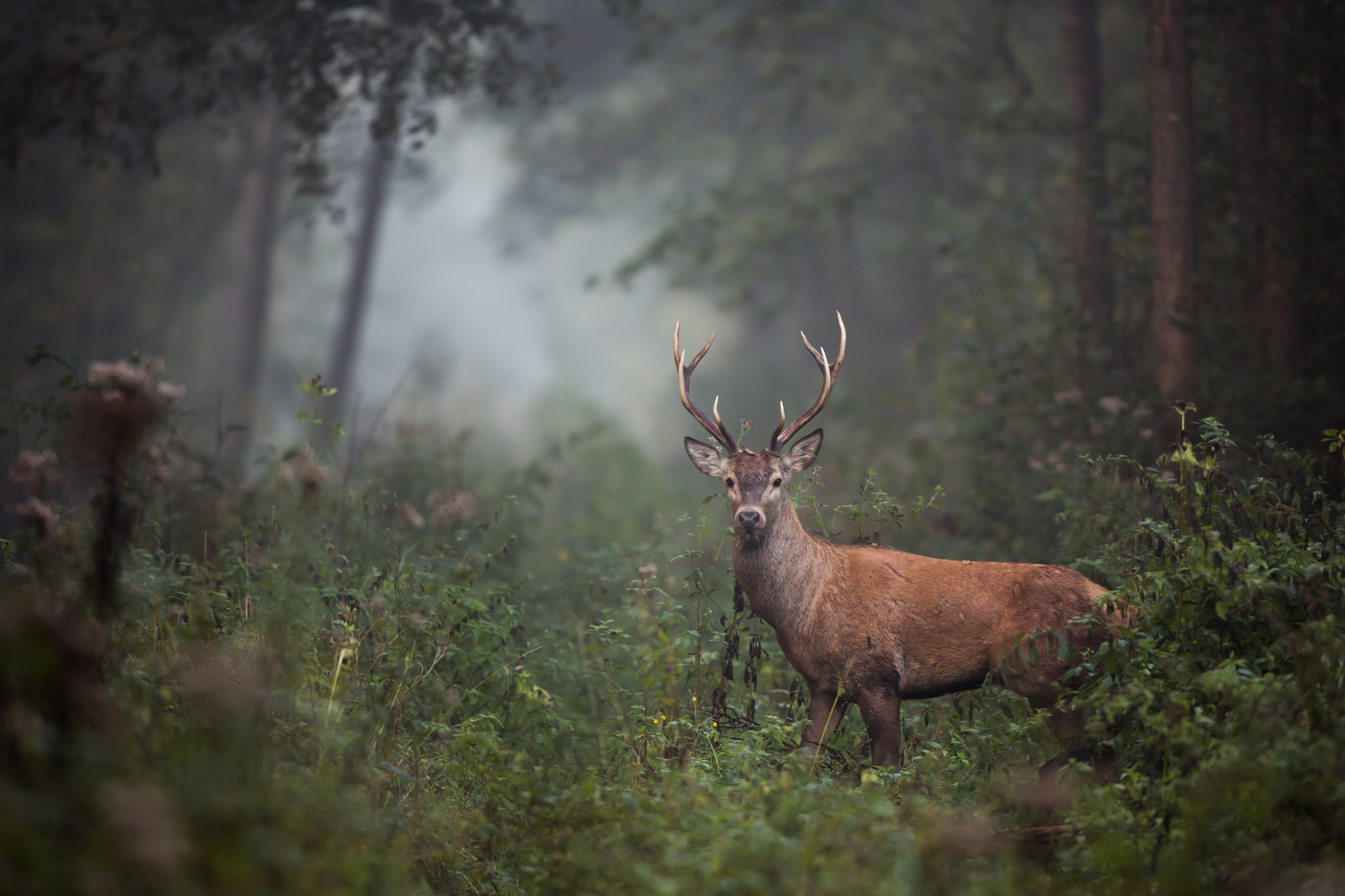 La chasse