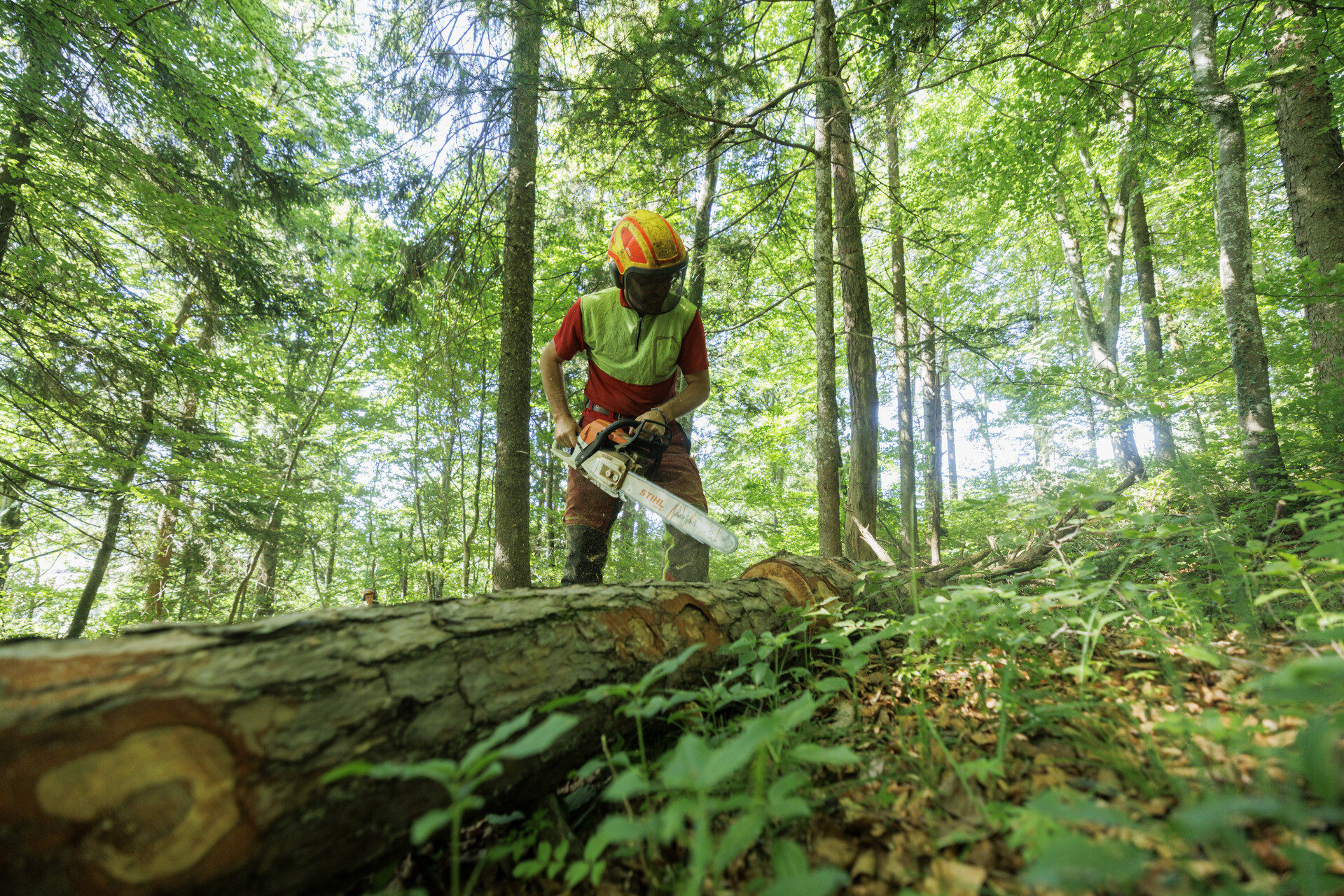 La forêt et ses métiers